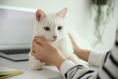 Photo of Adorable white cat lying near laptop and distracting owner from work, closeup