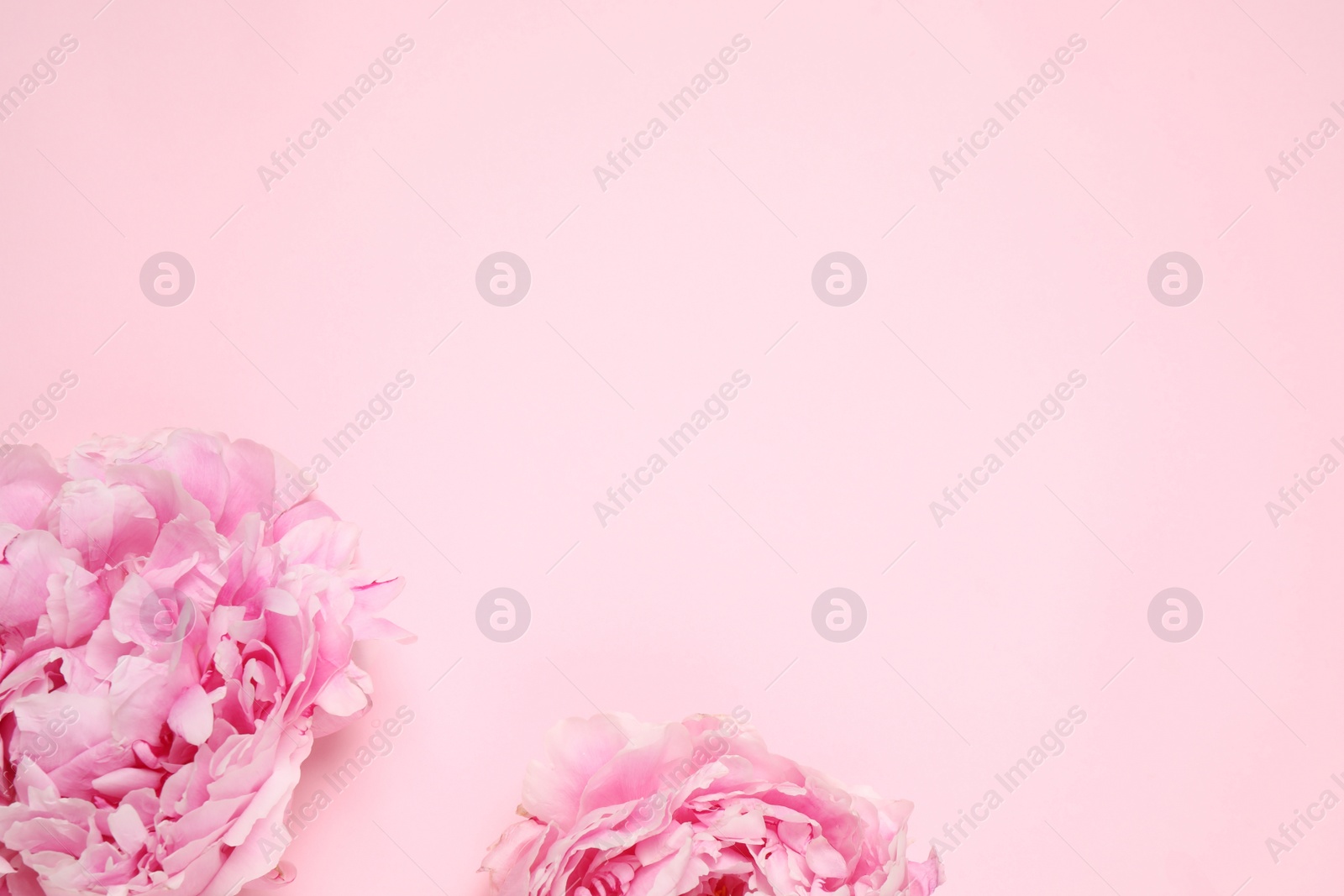 Photo of Beautiful fresh peonies on pink background, flat lay. Space for text