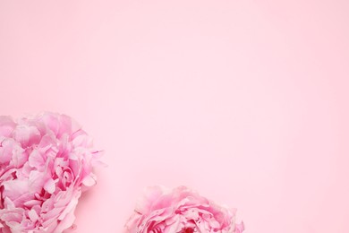 Photo of Beautiful fresh peonies on pink background, flat lay. Space for text