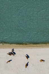 Image of Beautiful brown cows on sandy sea shore, aerial view