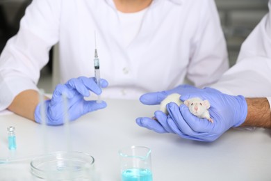 Photo of Scientists working with rat in chemical laboratory, closeup. Animal testing