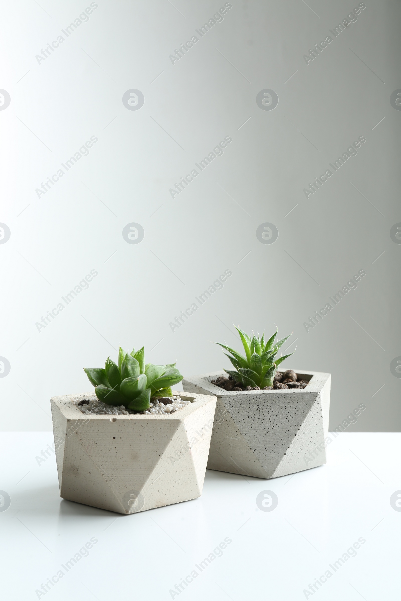 Photo of Succulent plants in concrete pots on white table