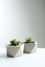 Succulent plants in concrete pots on white table