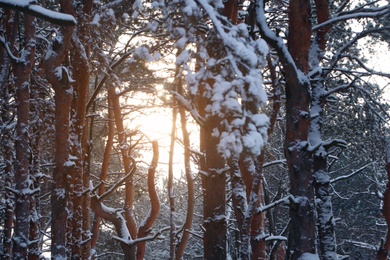 Photo of Picturesque view of beautiful snowy forest in winter morning