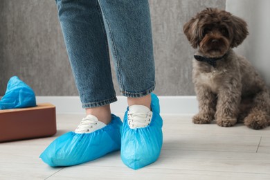 Woman wearing blue shoe covers onto her sneakers indoors, closeup. Cute Maltipoo dog on floor