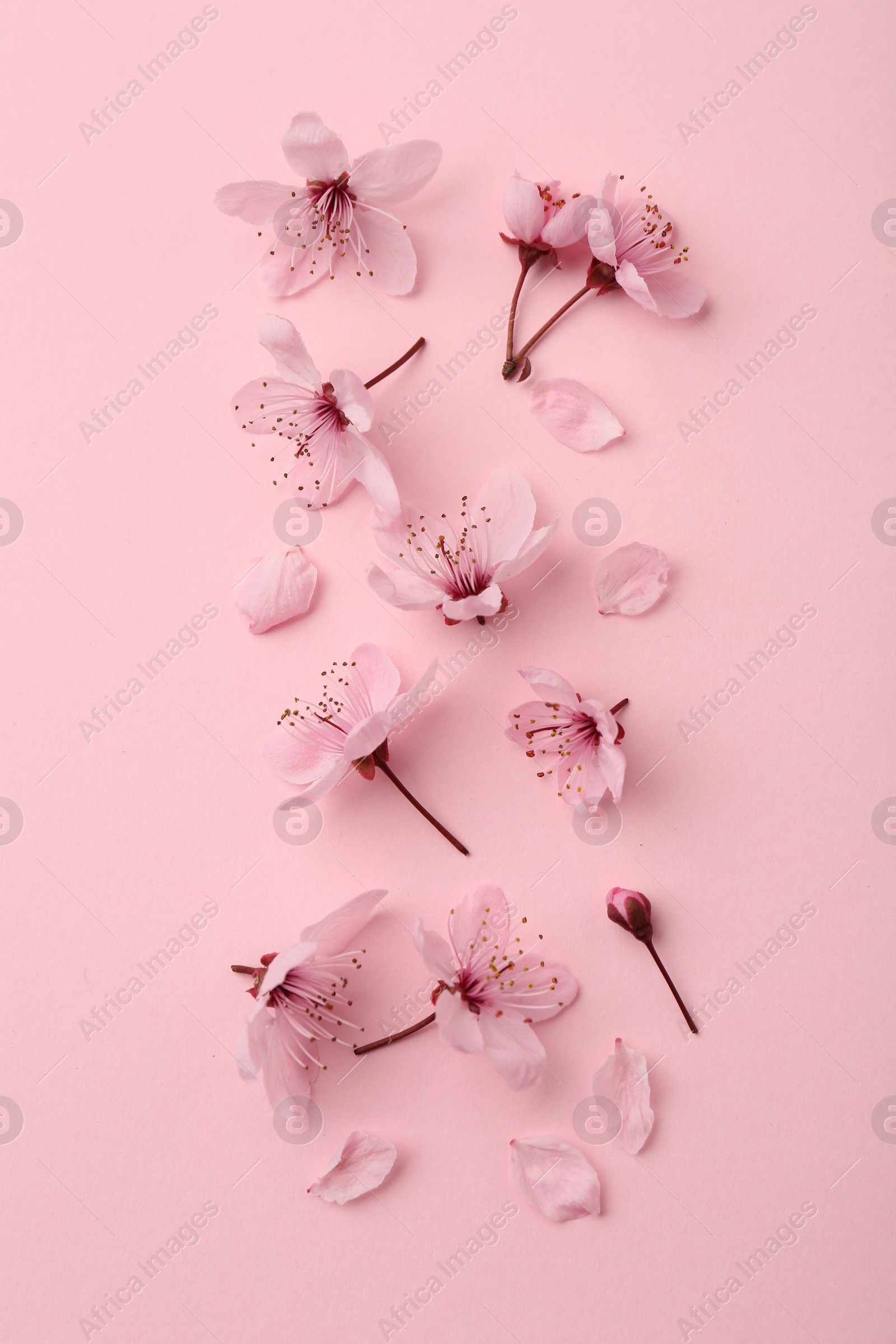 Photo of Beautiful spring tree blossoms and petals on pink background, flat lay