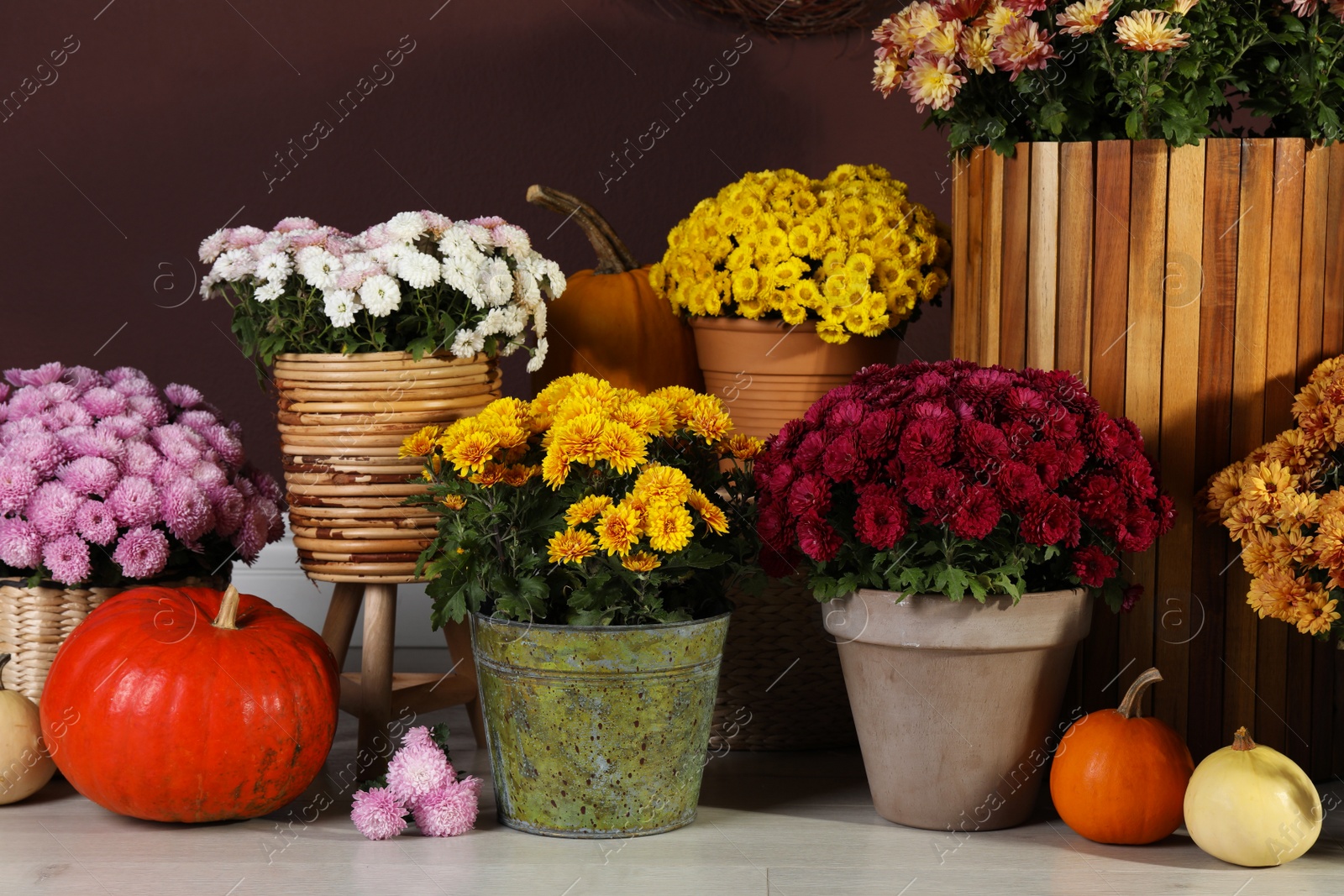 Photo of Beautiful fresh chrysanthemum flowers and pumpkins near brown wall