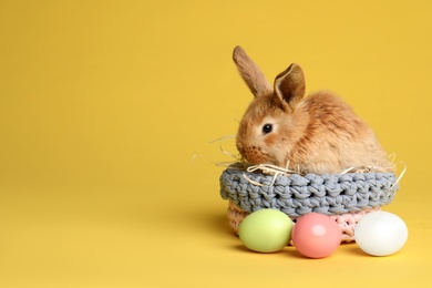 Adorable furry Easter bunny in basket and dyed eggs on color background, space for text