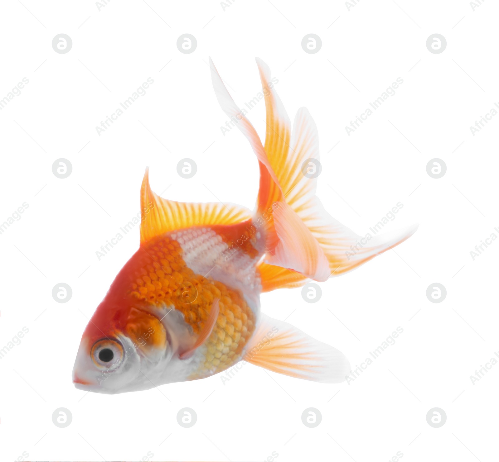 Photo of Beautiful bright small goldfish isolated on white