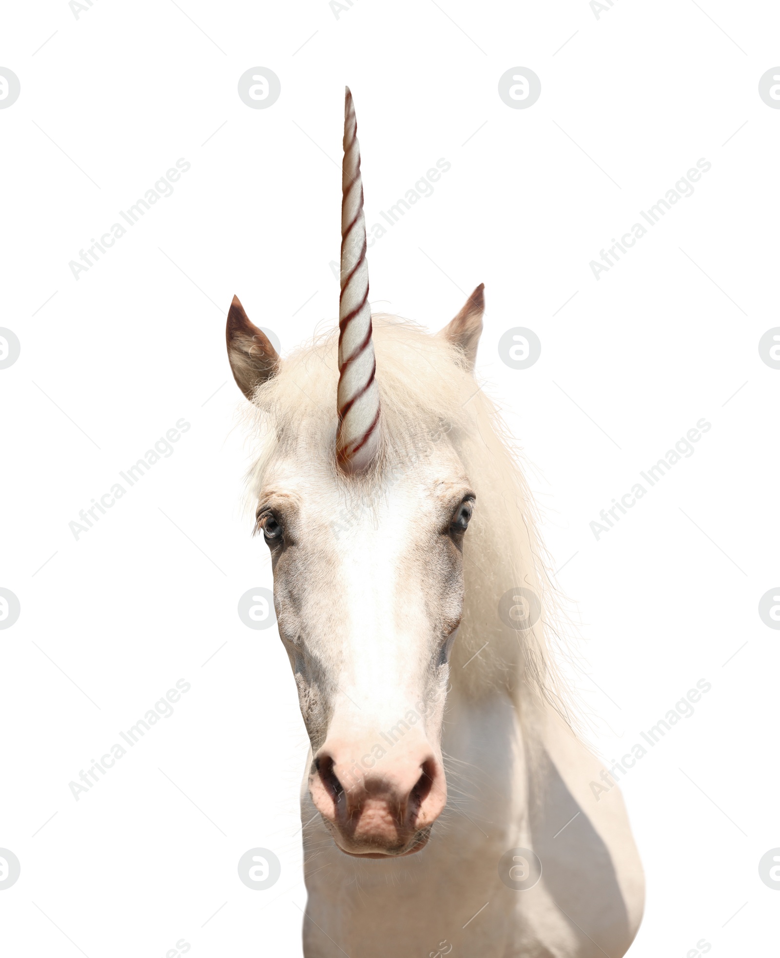 Image of Amazing unicorn with beautiful mane on white background