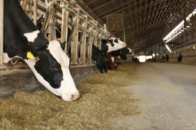 Photo of Pretty cow eating hay on farm, space for text. Animal husbandry
