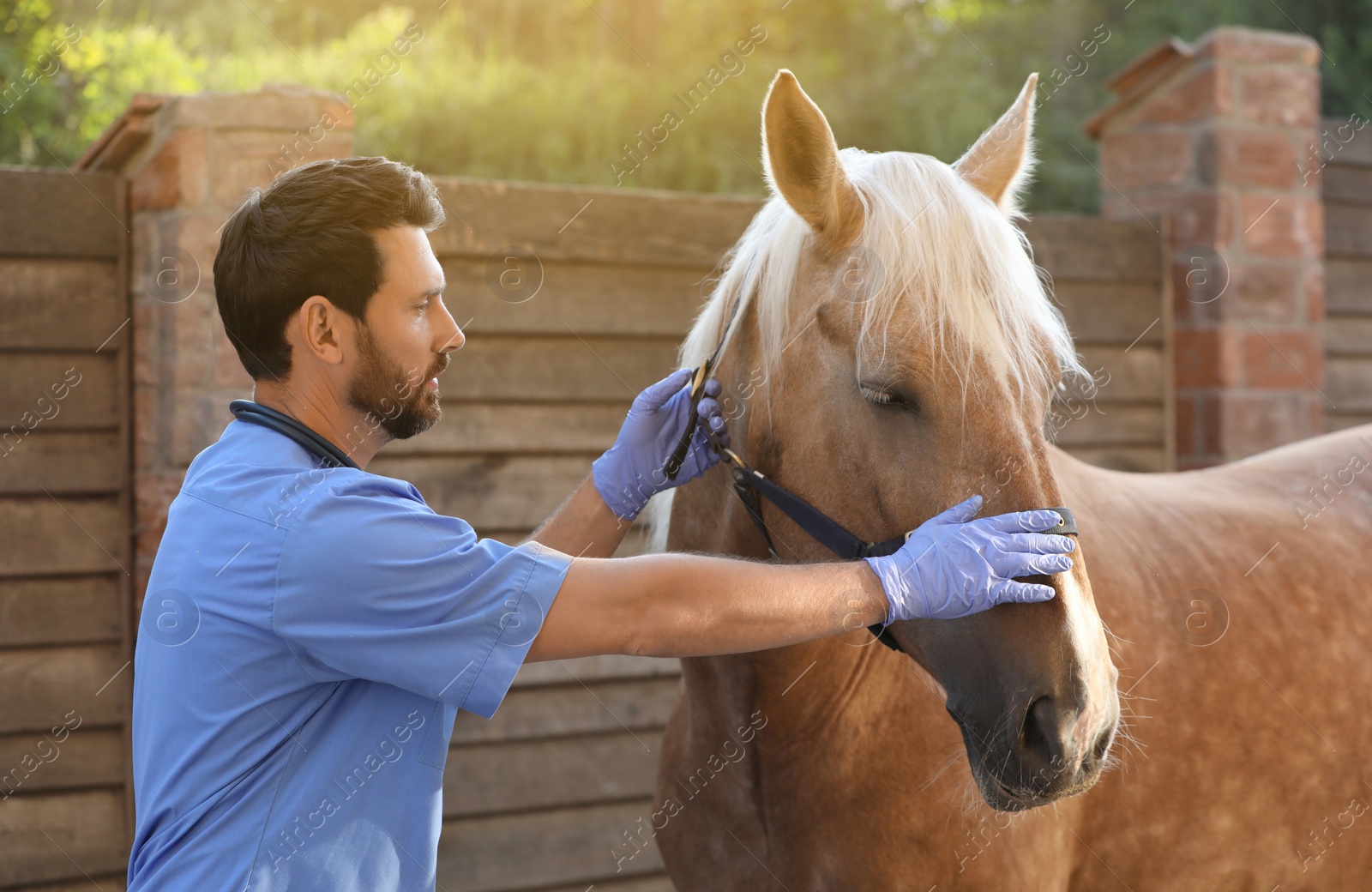 Photo of Veterinarian with adorable horse outdoors. Pet care