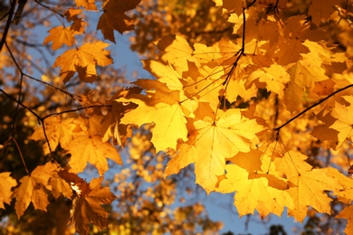 Photo of View of tree branches with autumn leaves in park