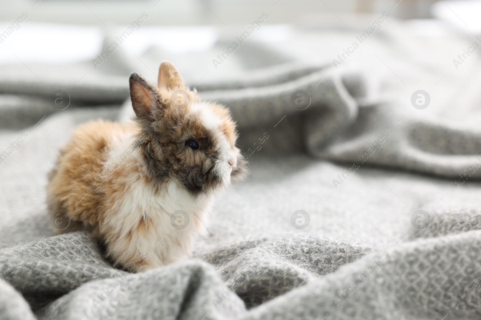 Photo of Cute fluffy pet rabbit on soft blanket. Space for text