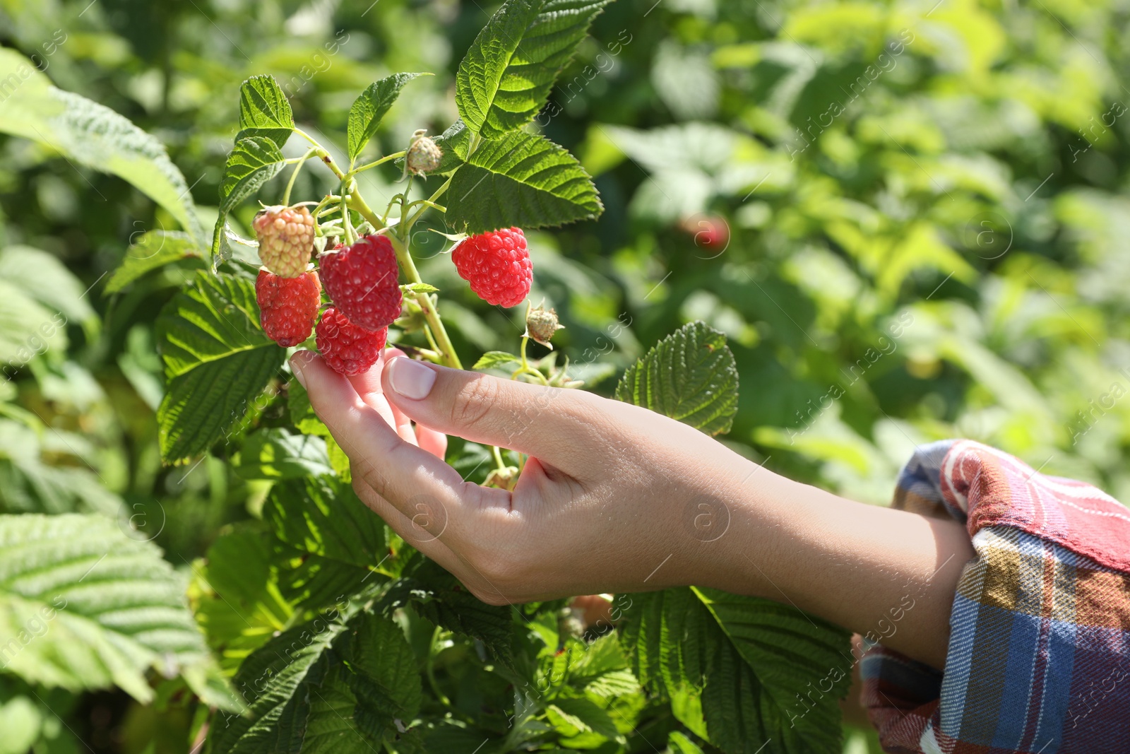 Photo of Woman picking ripe raspberries from bush outdoors, closeup