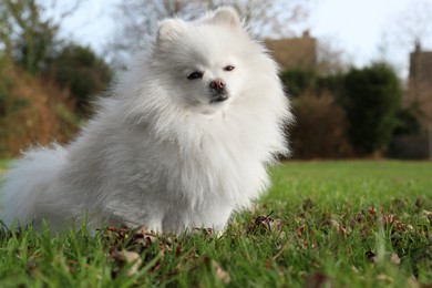 Photo of Cute fluffy Pomeranian dog on green grass outdoors, space for text. Lovely pet