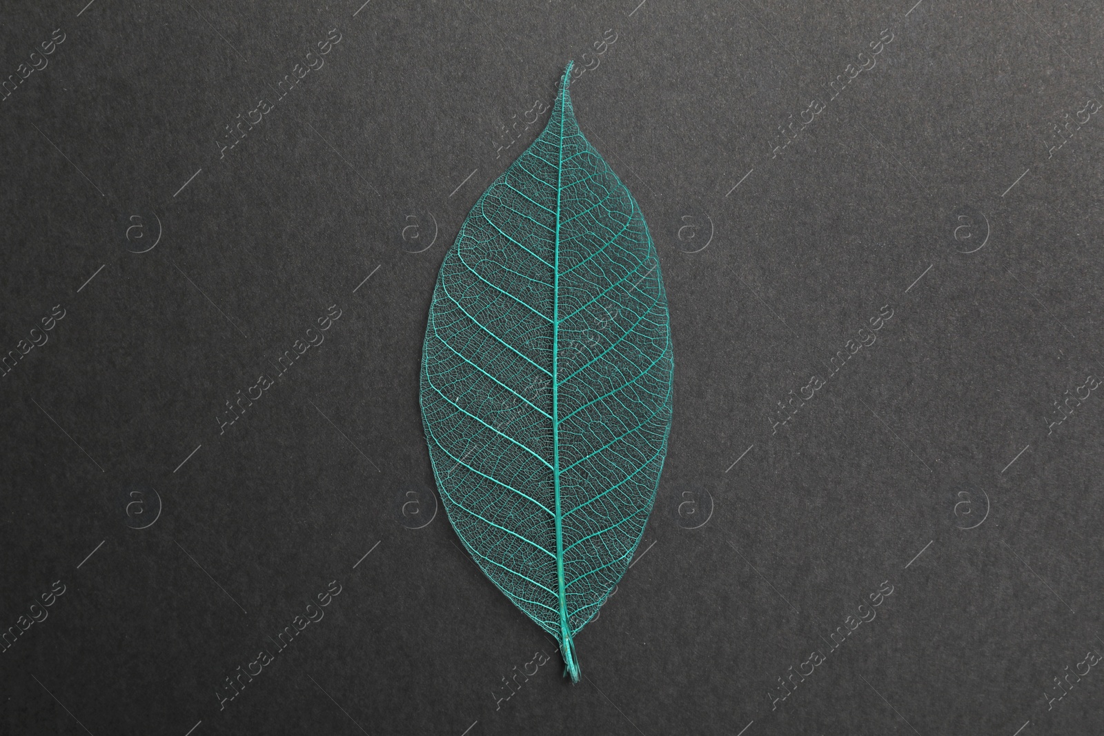 Photo of Beautiful decorative skeleton leaf on black background, top view