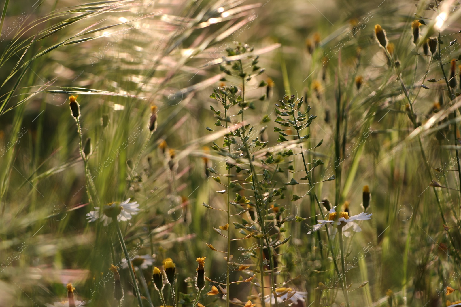 Photo of Beautiful wild flowers growing in spring meadow