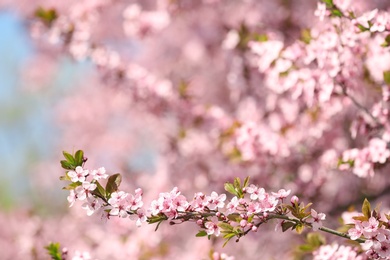 Branch of blossoming spring tree with tiny flowers on blurred background. Space for text