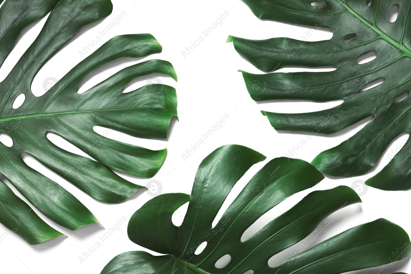 Photo of Green fresh monstera leaves on white background, top view. Tropical plant