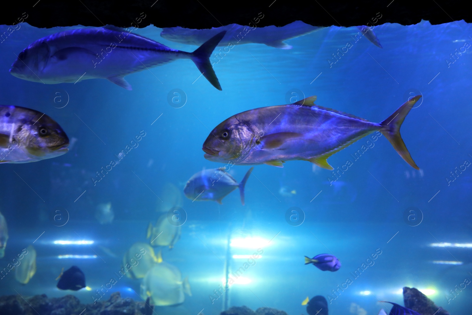 Photo of Tuna fish swimming in clear aquarium water