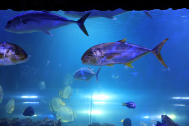 Tuna fish swimming in clear aquarium water