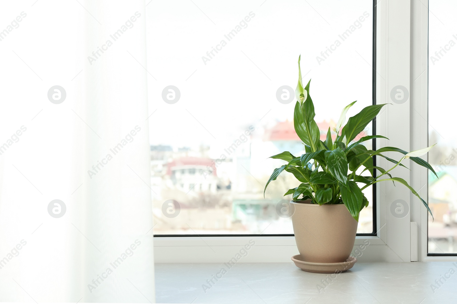 Photo of Pot with peace lily on windowsill, space for text. House plant