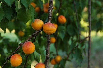 Photo of Tree branches with sweet ripe apricots outdoors