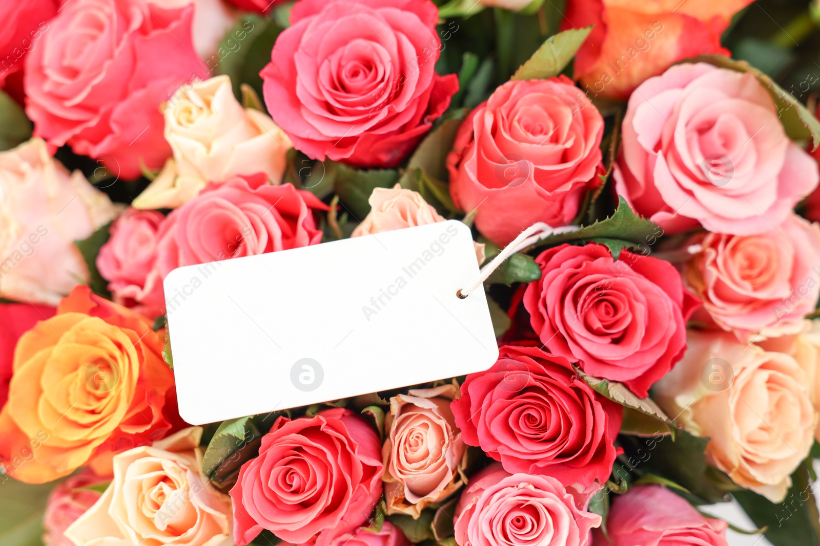 Photo of Bouquet of beautiful roses with blank card, closeup