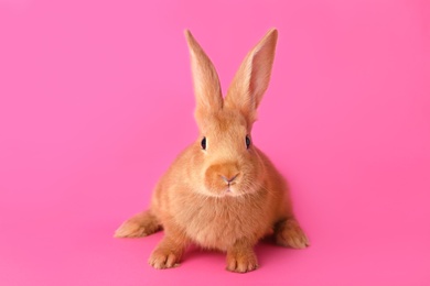 Photo of Cute bunny on pink background. Easter symbol