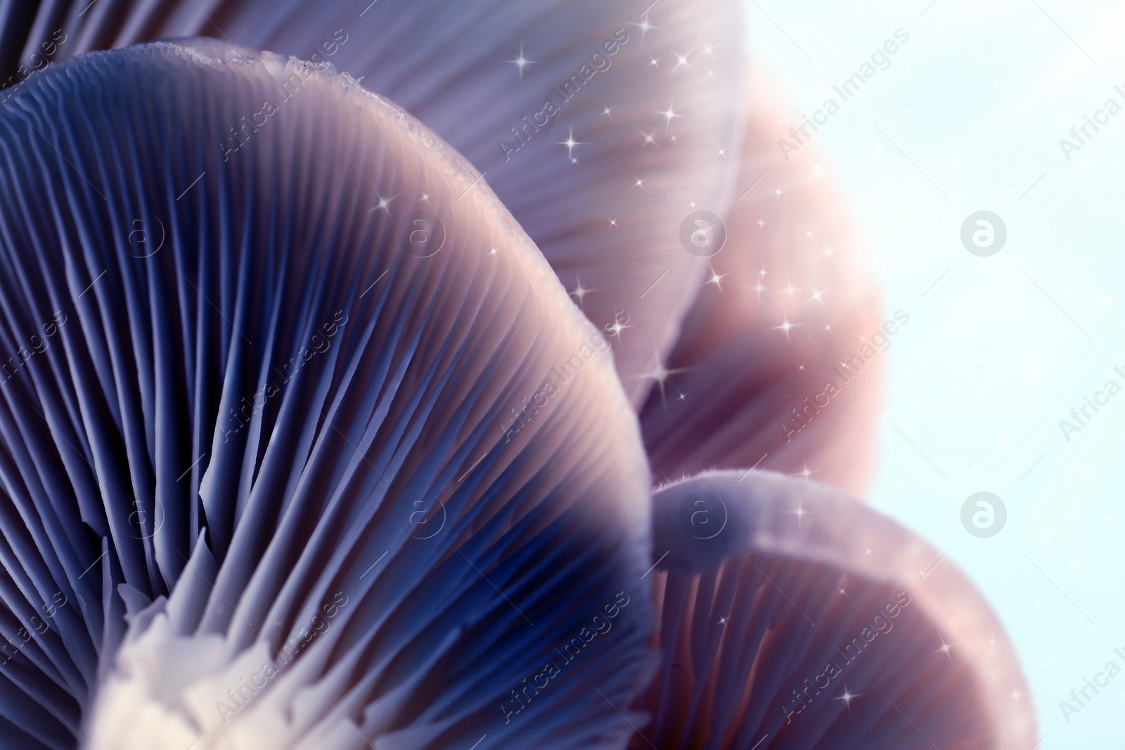 Image of Fresh psilocybin (magic) mushrooms with stars on light background, closeup. Color toned