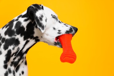 Adorable Dalmatian dog with red toy on yellow background. Lovely pet