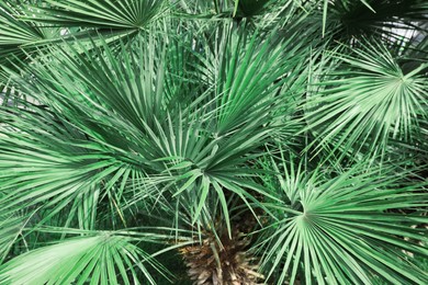 Photo of Beautiful green tropical leaves outdoors, closeup view