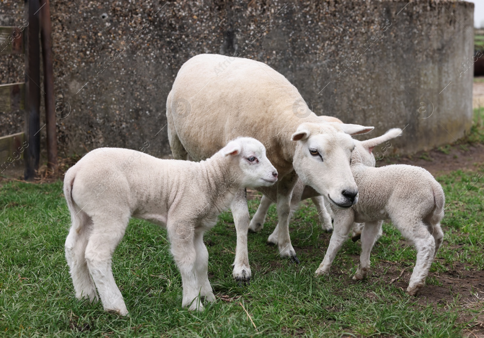 Photo of Cute funny sheep on green field. Farm animal