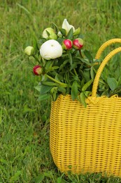 Many beautiful peony buds in yellow wicker bag on green grass outdoors