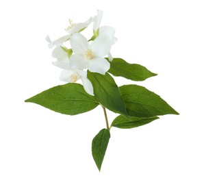 Photo of Branch of jasmine flowers and leaves isolated on white