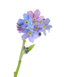 Photo of Amazing spring forget-me-not flowers on white background