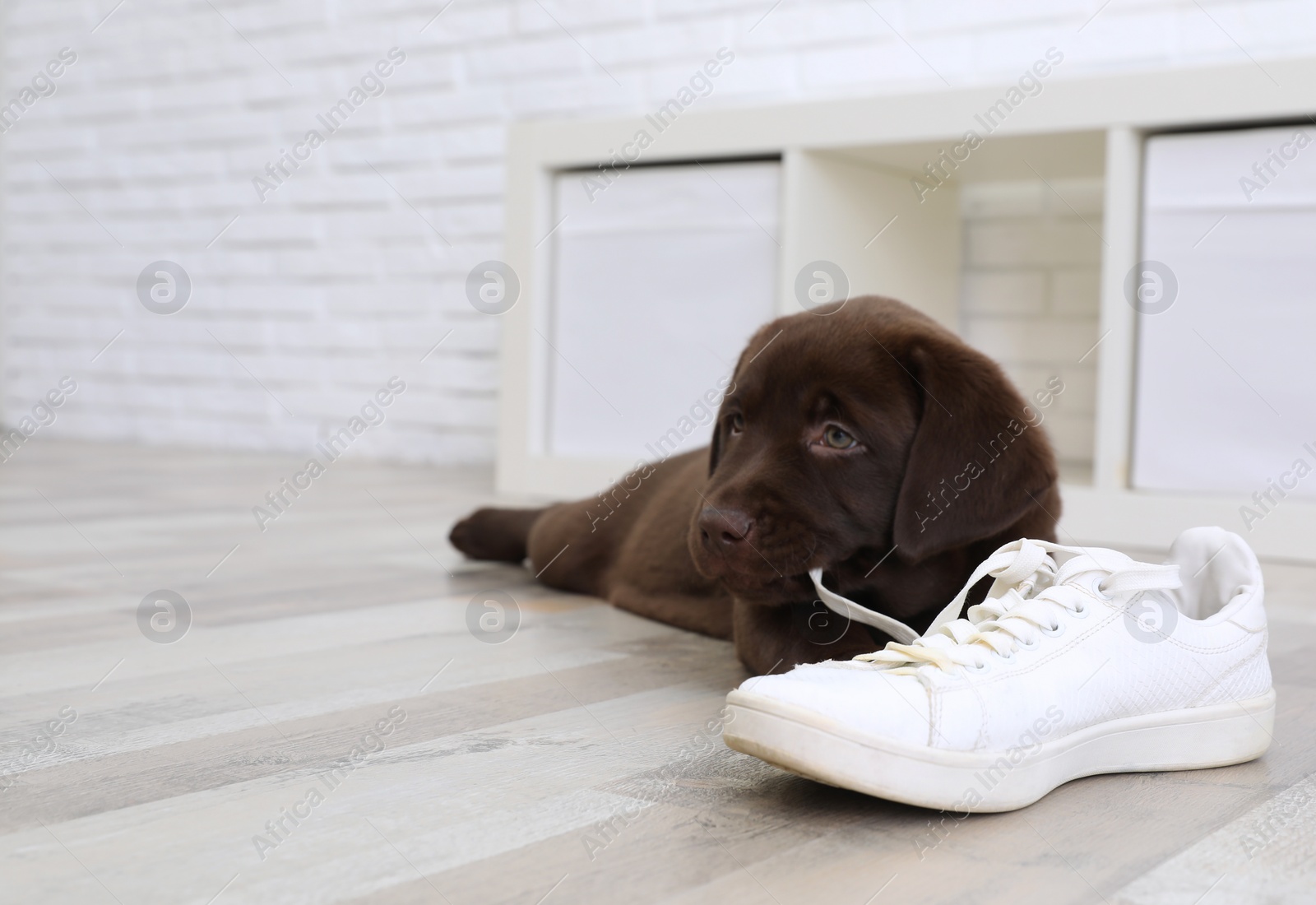 Photo of Chocolate Labrador Retriever puppy playing with sneaker on floor indoors