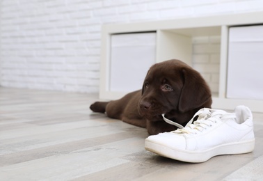 Chocolate Labrador Retriever puppy playing with sneaker on floor indoors