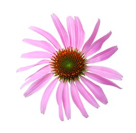 Beautiful blooming echinacea flower isolated on white