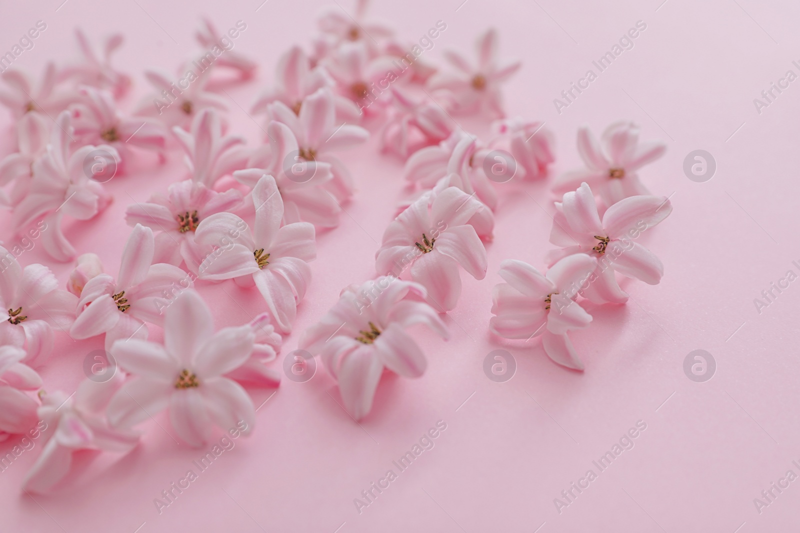 Photo of Beautiful spring hyacinth flowers on color background, closeup