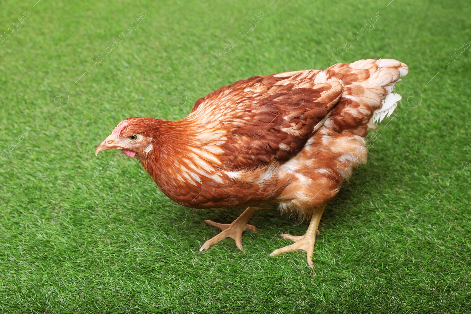 Photo of Beautiful chicken on green grass. Domestic animal