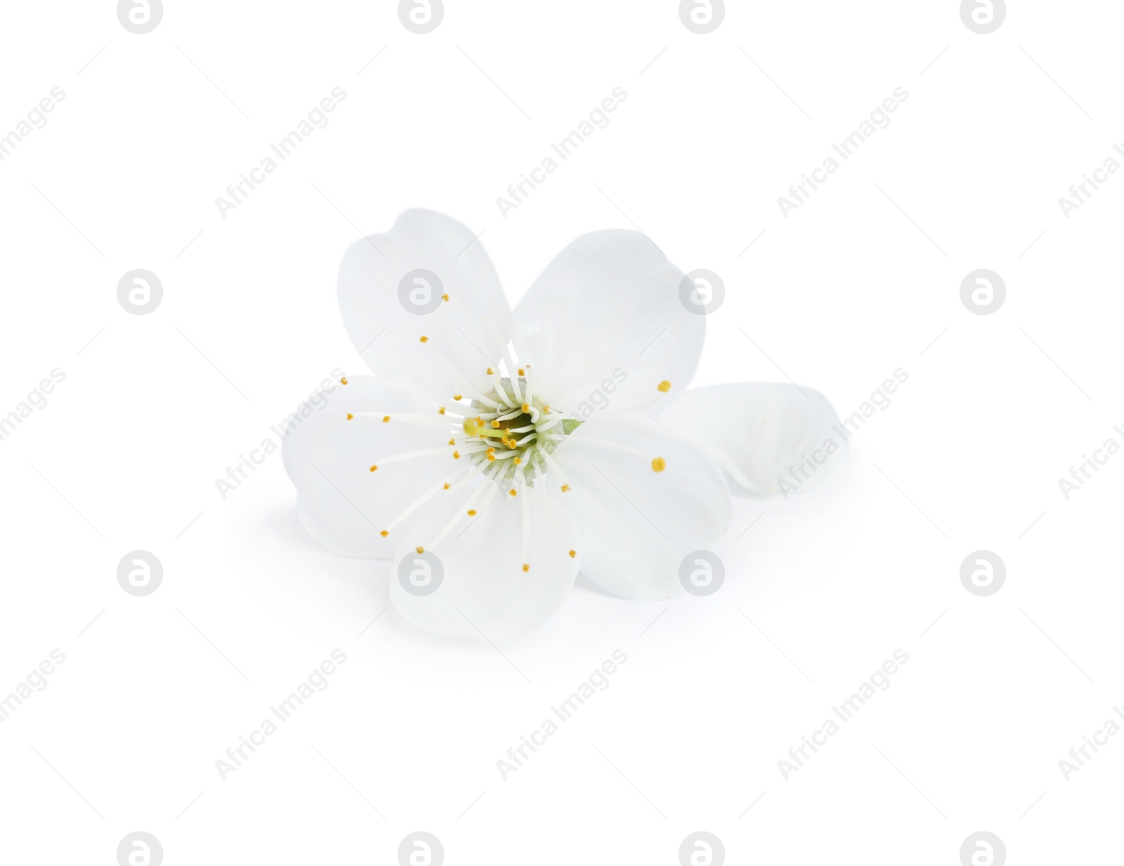 Photo of Beautiful flower of blooming spring tree on white background