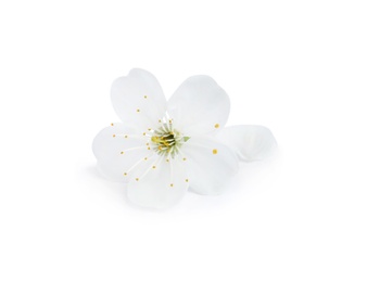 Photo of Beautiful flower of blooming spring tree on white background