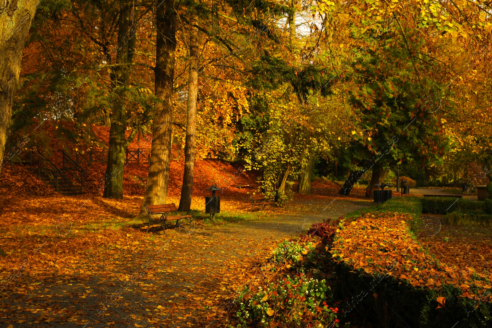 Photo of Beautiful park with yellowed trees and wooden benches