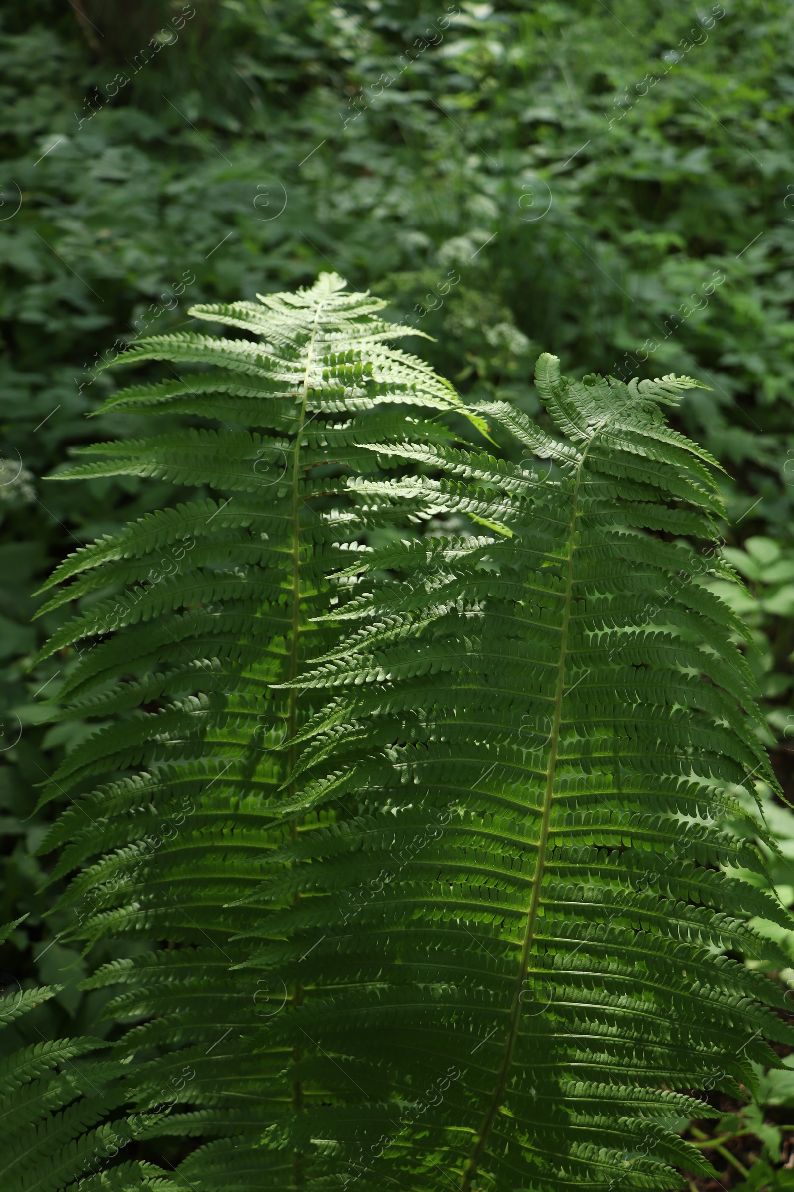 Photo of Beautiful fern with lush green leaves growing outdoors