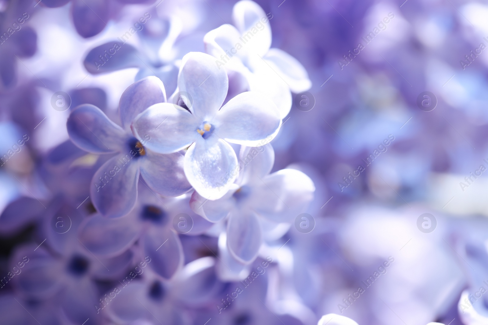 Photo of Closeup view of beautiful blooming lilac shrub outdoors