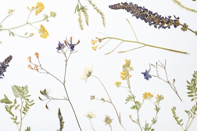 Photo of Wild dried meadow flowers on white background, top view