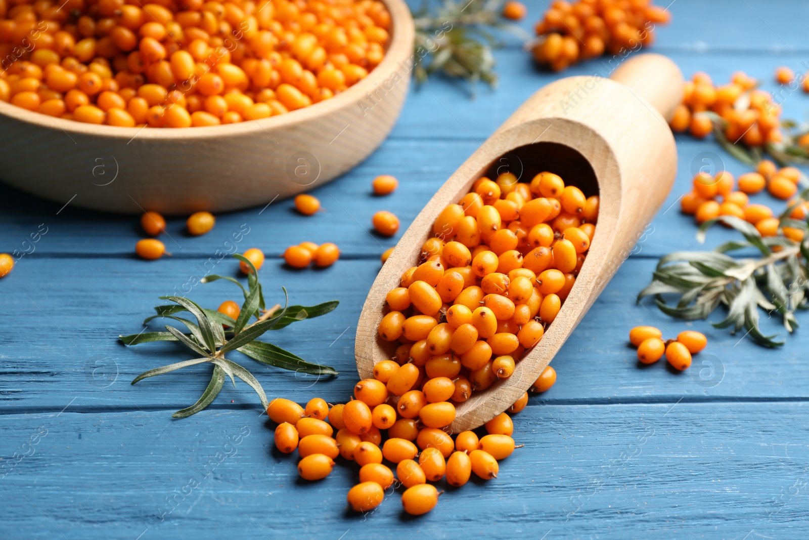 Photo of Ripe sea buckthorn berries on blue wooden table, closeup