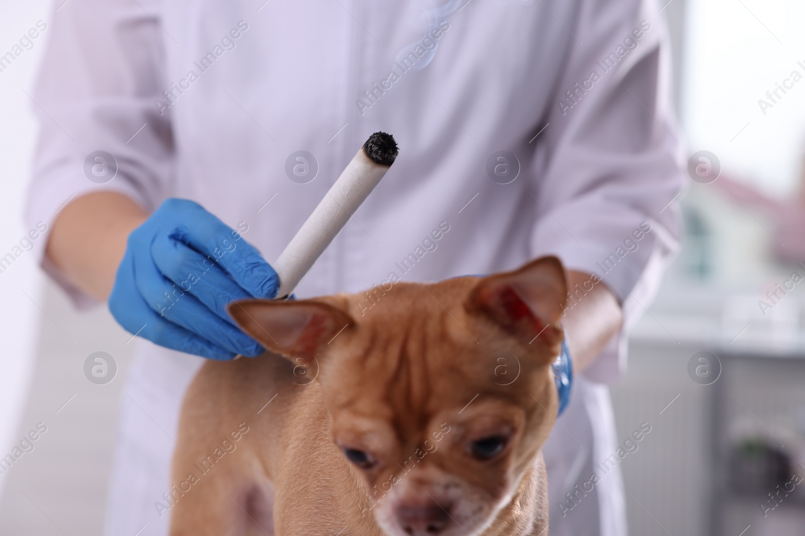 Photo of Veterinary holding moxa stick near dog in clinic, closeup. Animal acupuncture treatment